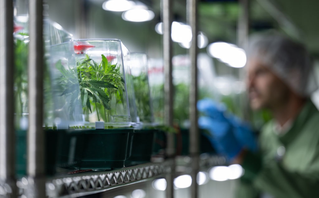 Новини України - В Україну вперше дозволили імпортувати медичний канабіс