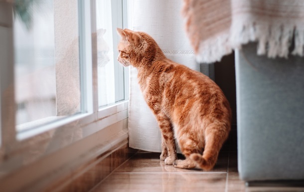 Вчені виявили ген муркотіння котів