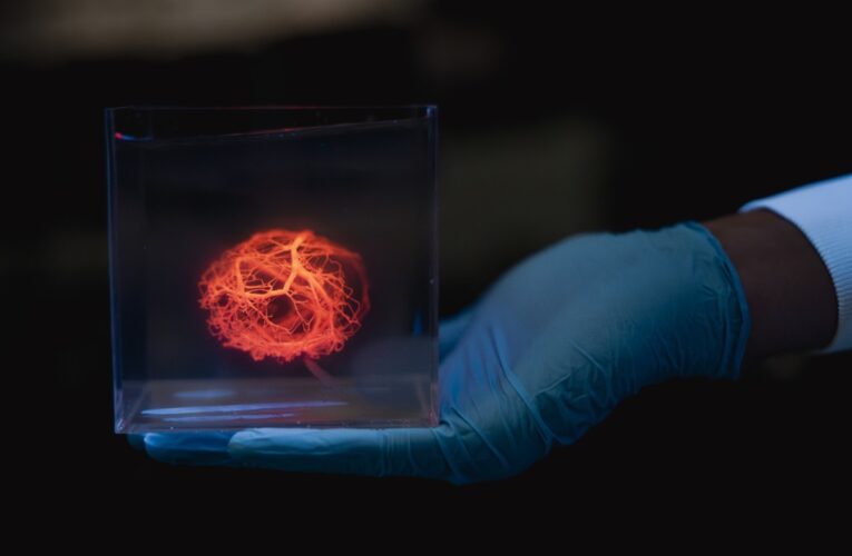 Вчені зможуть друкувати мережі кровоносних судин для штучних органів