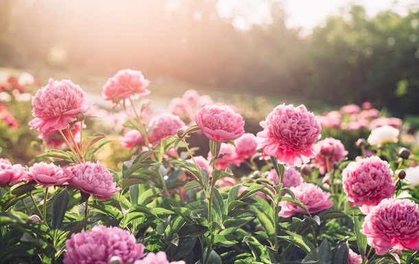 Новини Києва - Весна 2025 року увійшла до десяти найтепліших в історії Києва