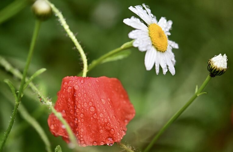 Вихідні в Україні будуть прохолодними з дощами та грозами