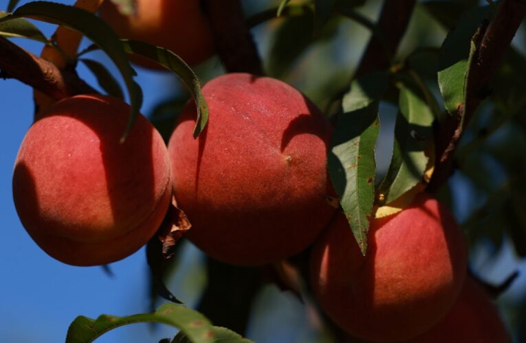 Заморозки знищили до 100% врожаю персиків і абрикосів