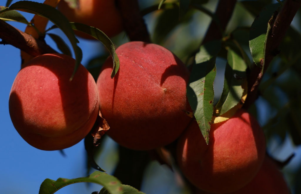Новини бізнесу - Заморозки знищили до 100% врожаю персиків і абрикосів