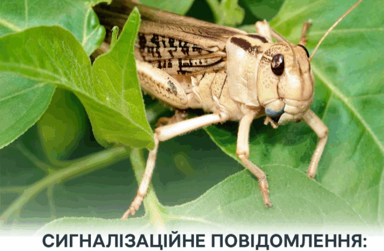 Злісні вегетаріанці: на Херсонщині виявили нашестя сарани