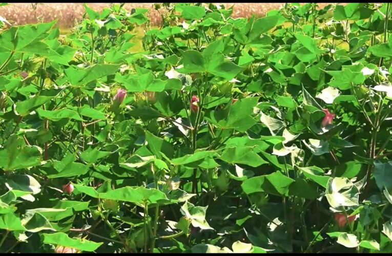 Бавовник – «біле золото» українського півдня