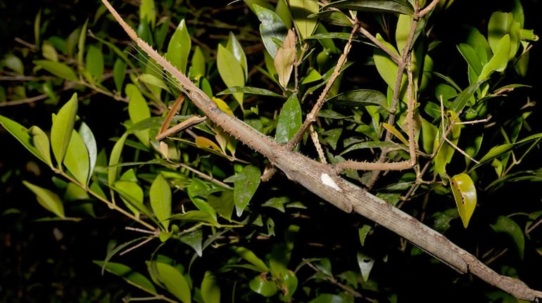 Технології - Австралії виявили новий вид комах завдовжки 40 см