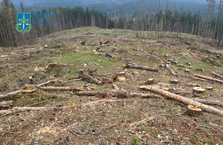 Чергова вирубка лісу у Карпатах призвела до 56 млн збитків довкіллю