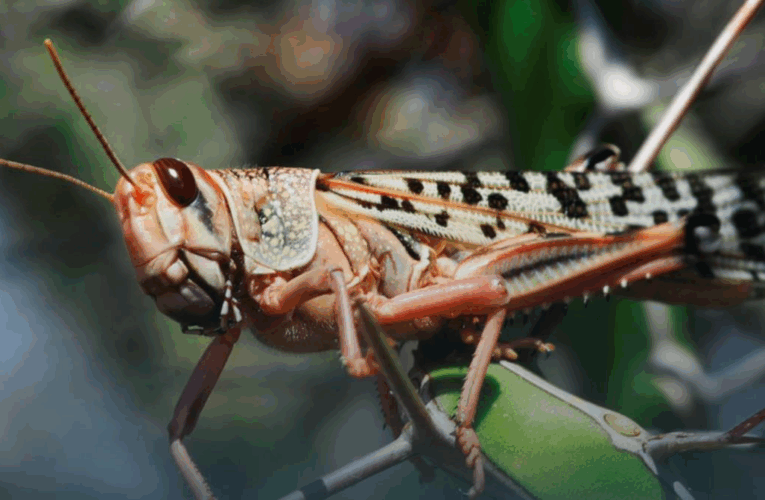 Держпродспоживслужба прокоментувала нашестя сарани