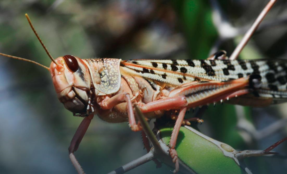 Новини України - Держпродспоживслужба прокоментувала нашестя сарани