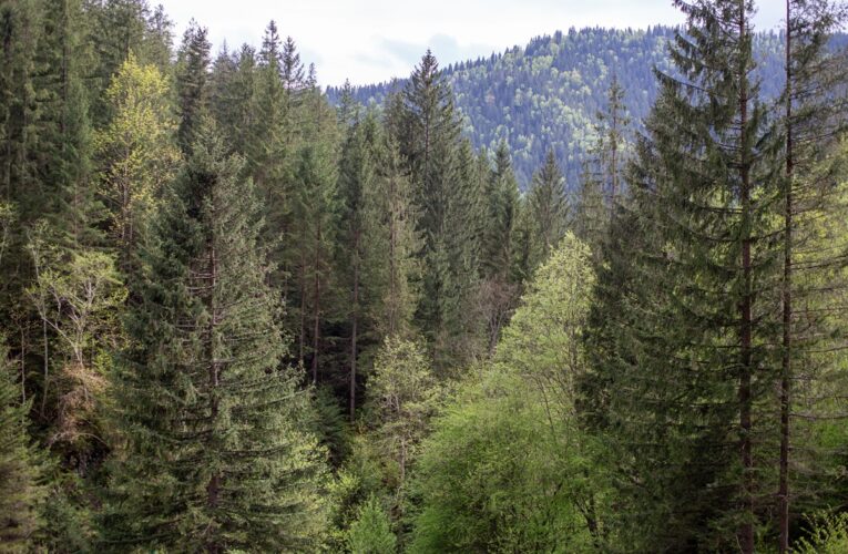 Екопрокуратура скасувала незаконну передачу землі у Мигово