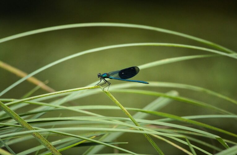 Гороскоп для всіх знаків зодіаку на 1 серпня 2025 року