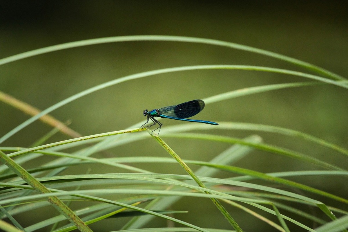 Новини культури - Гороскоп для всіх знаків зодіаку на 1 серпня 2025 року
