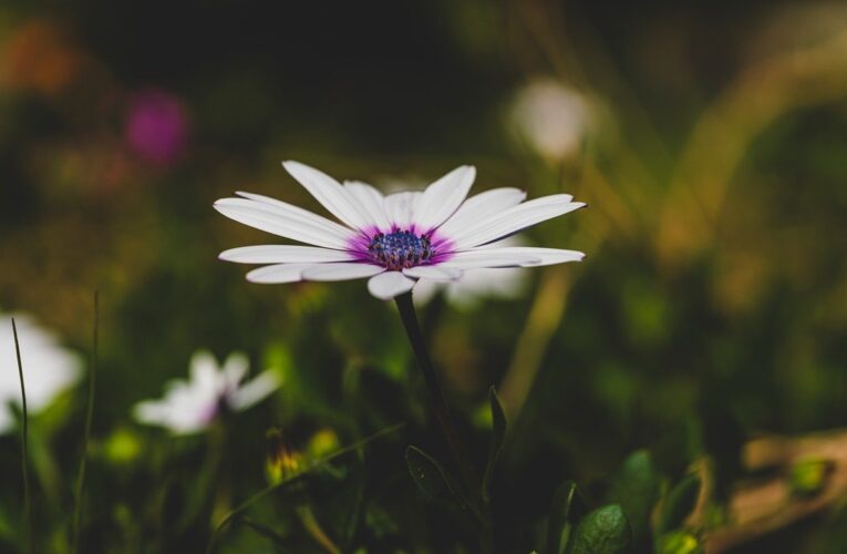 Гороскоп для всіх знаків зодіаку на 17 липня 2025 року