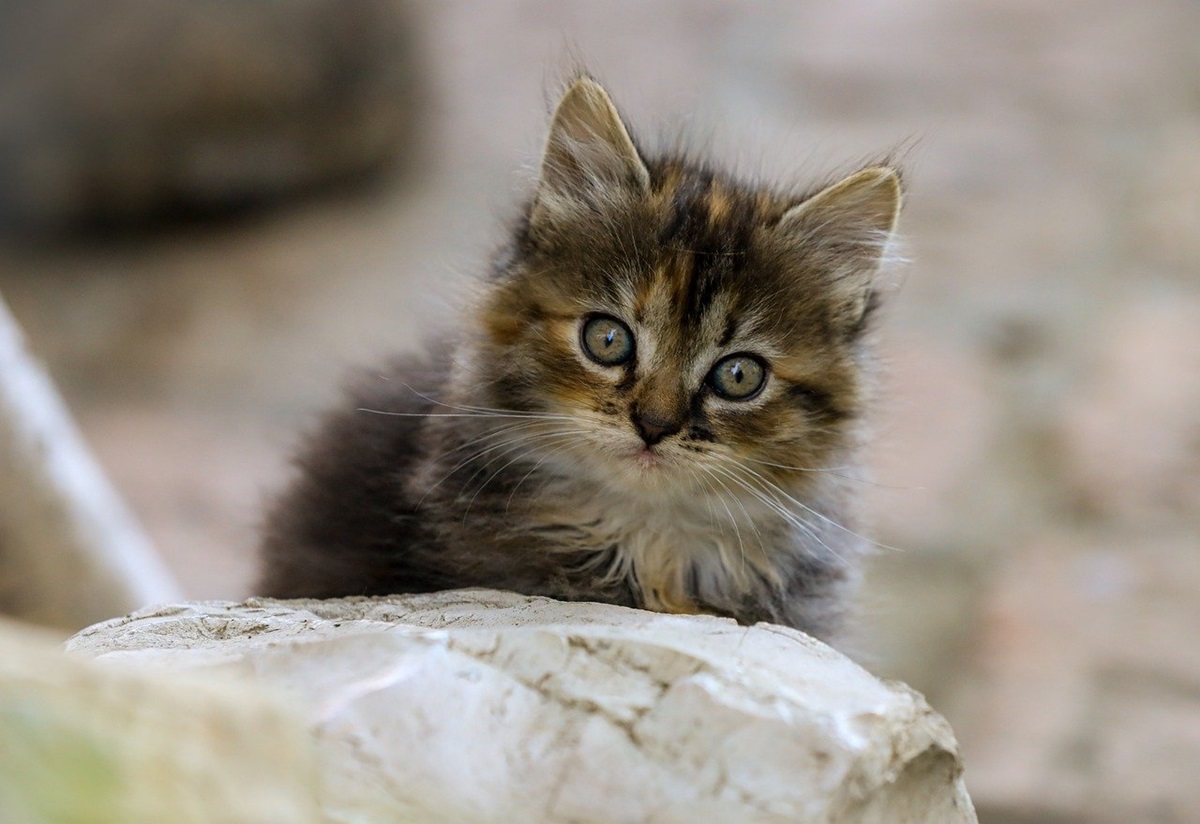 Новини культури - Гороскоп для всіх знаків зодіаку на 30 липня 2025 року