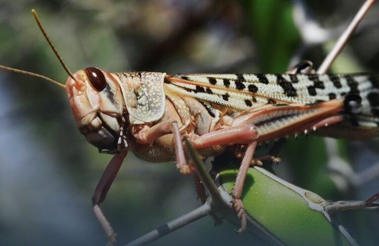 Хто під загрозою. Нашестя сарани в Україні