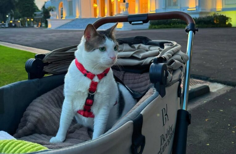 Кіт президента Індонезії отримав власну охорону