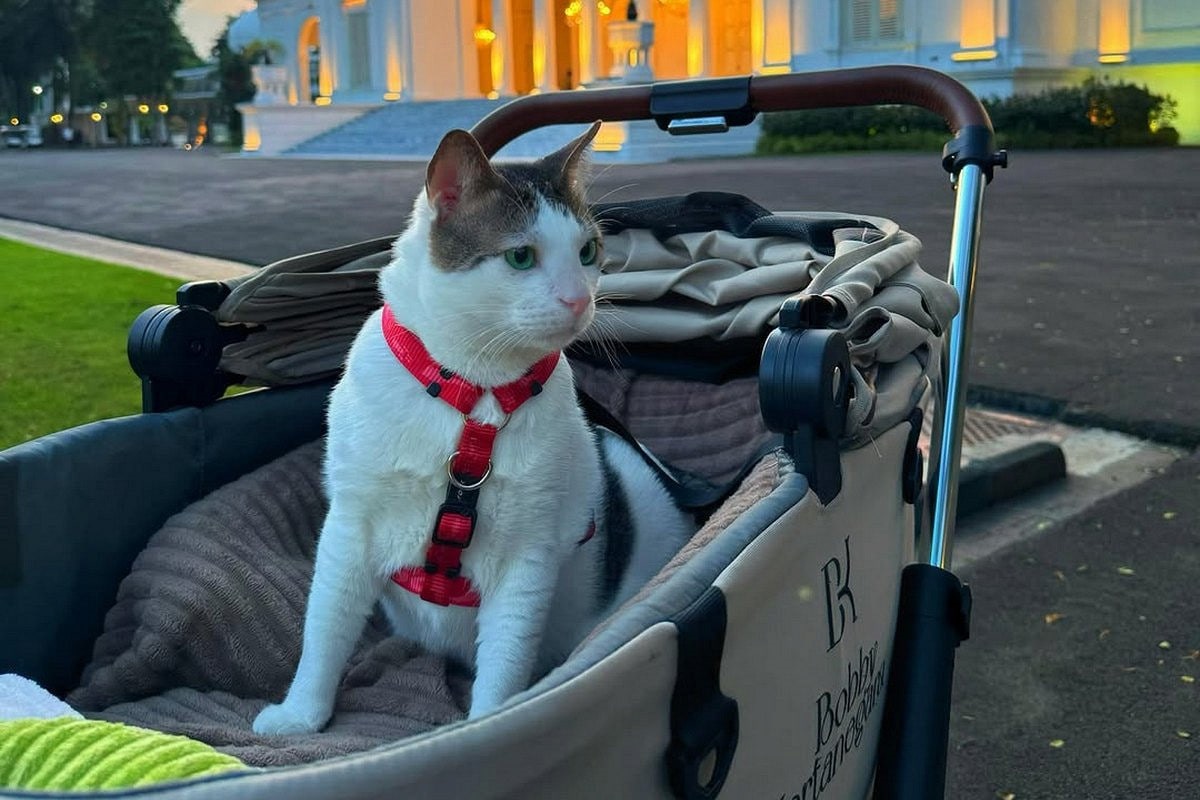 Новини світу - Кіт президента Індонезії отримав власну охорону