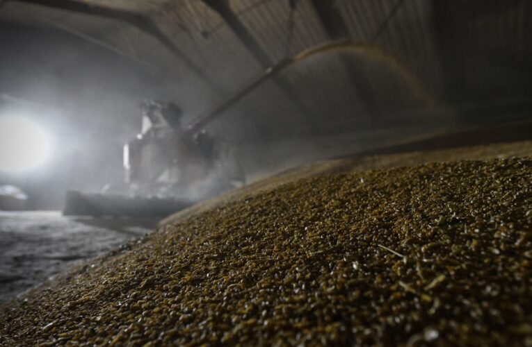 Китай скоротив закупівлі російської пшениці у 16 разів