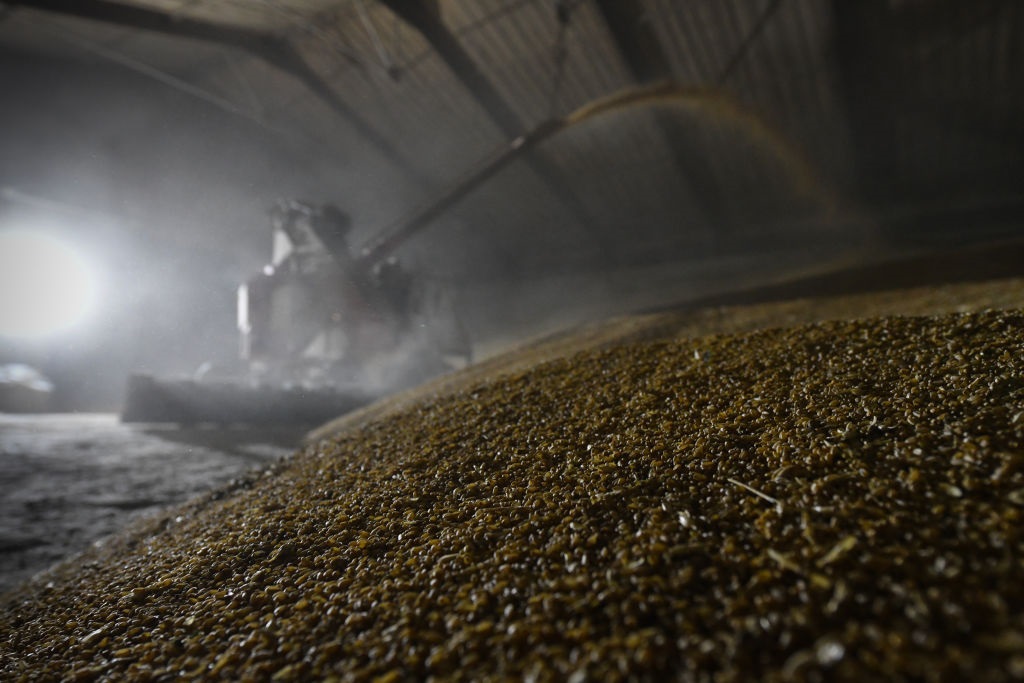 Новини бізнесу - Китай скоротив закупівлі російської пшениці у 16 разів