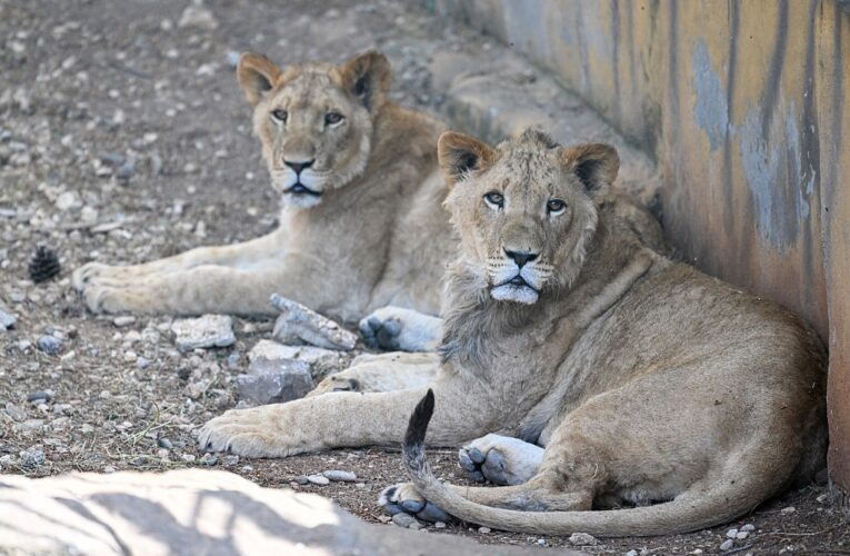 Лев утік із зоопарку в Туреччині й напав на чоловіка