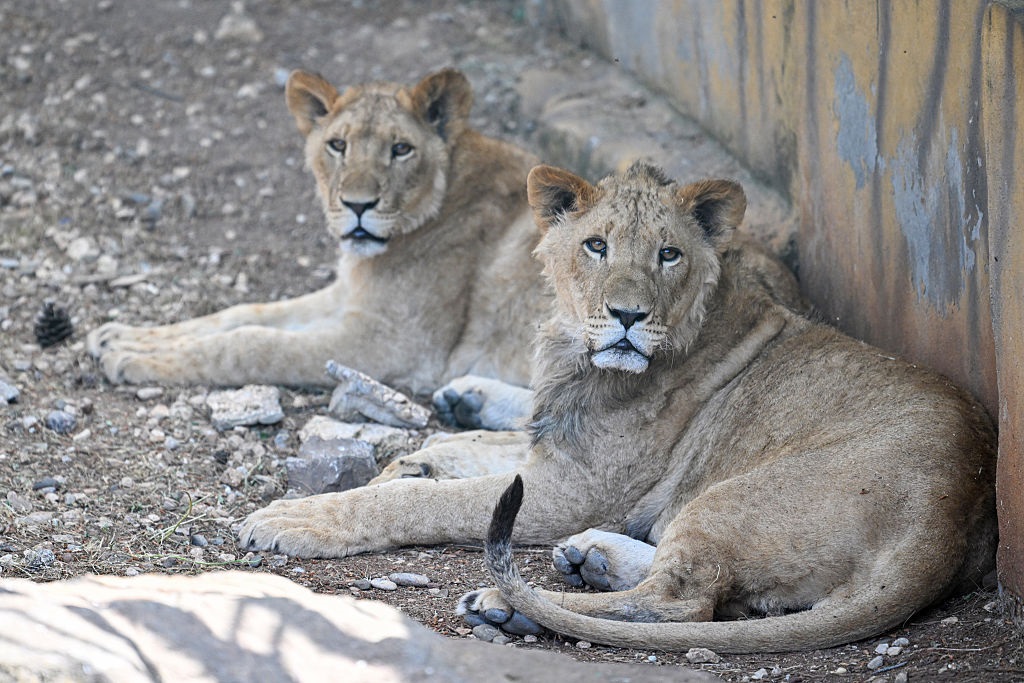 Новини світу - Лев утік із зоопарку в Туреччині й напав на чоловіка