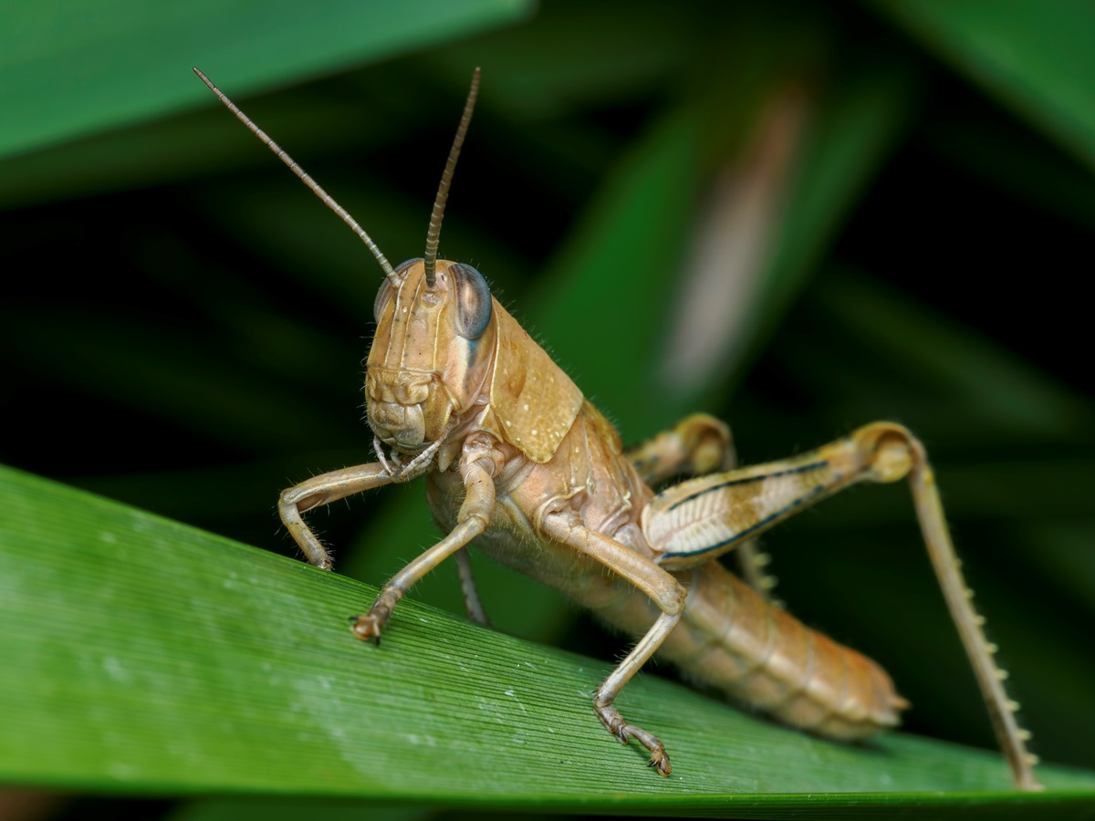 Новини України - На Херсонщині локалізували спалах сарани