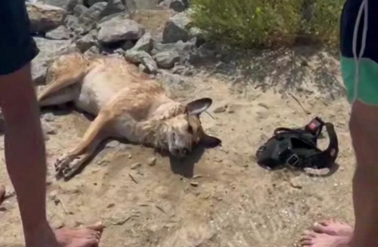 На Одещині врятували собаку, яку власник намагався втопити у морі