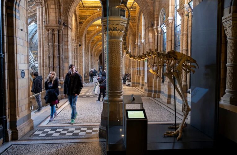 Науковці хочуть “оживити” птаха, що вимер 600 років тому