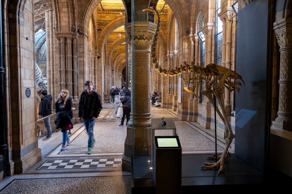 Технології - Науковці хочуть "оживити" птаха, що вимер 600 років тому