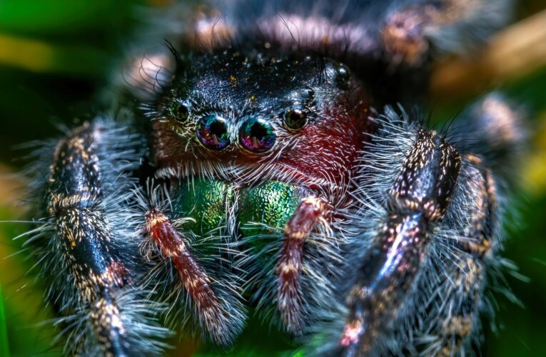 Німецькі митники вилучили 1,5 тис. тарантулів у коробках з тістечками