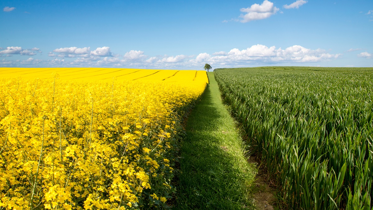 Новини світу - Поляки просять дозволити імпорт ріпаку з України