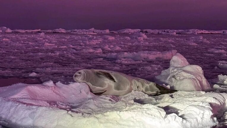 Полярники зафіксували тюленя на тлі “чорничного” неба