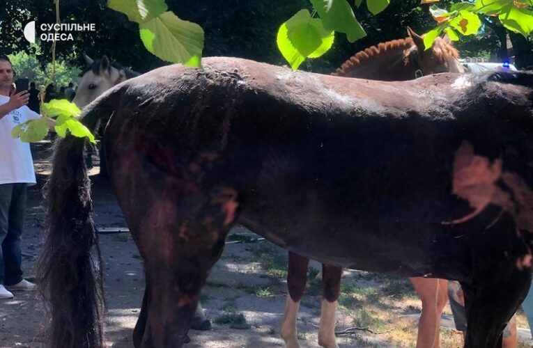 Росіяни вдарили дронами по стайні в Одесі: одна тварина загинула