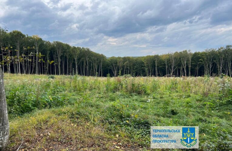 Шкода на 57 млн: на Тернопільщині незаконно вирубали понад 6000 дерев