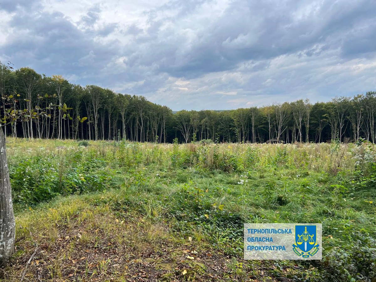 Новини України - Шкода на 57 млн: на Тернопільщині незаконно вирубали понад 6000 дерев