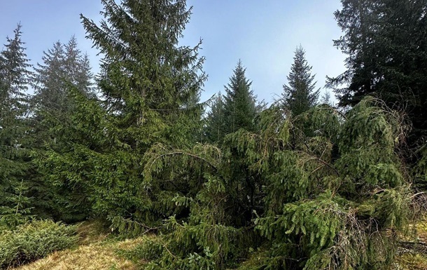 Суд повернув Міноборони 20 тисяч гектарів лісу