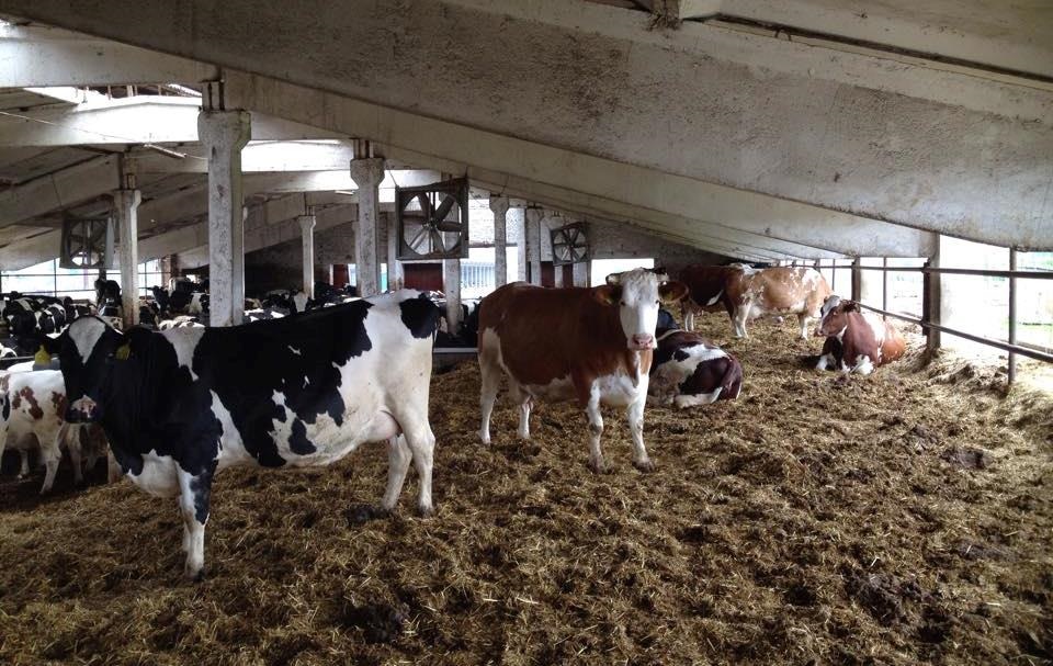 Новини України - У Черкаській області троє людей загинули на фермі