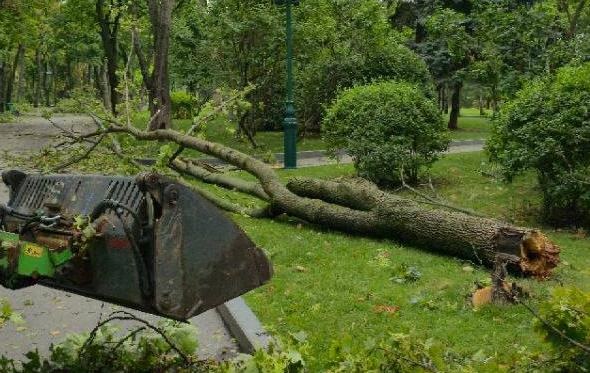 У Харкові вітер повалив майже 450 дерев – мер