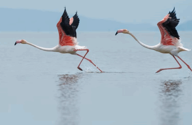 В Італії фермери потерпають від навали “банд” рожевих фламінго