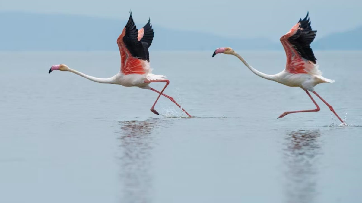 Новини світу - В Італії фермери потерпають від навали "банд" рожевих фламінго