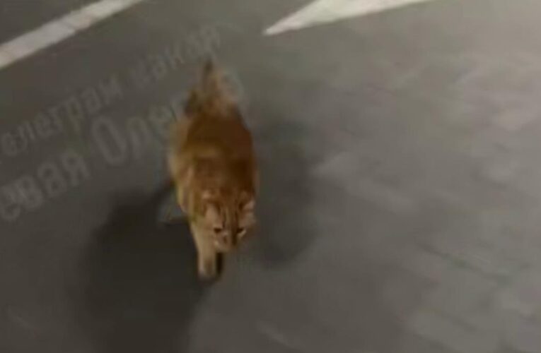 В Одесі кіт вивчив дорогу до укриття