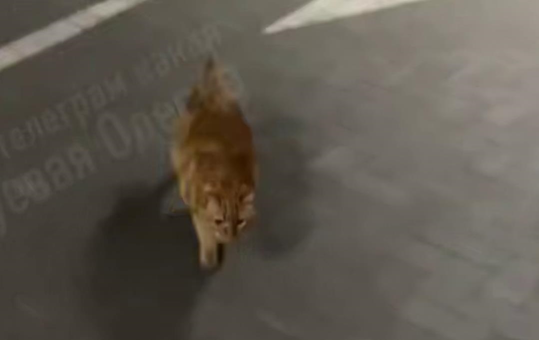 Новини України - В Одесі кіт вивчив дорогу до укриття