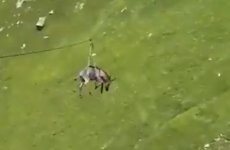 В Росії віслюка запустили на зиплайні зі схилу