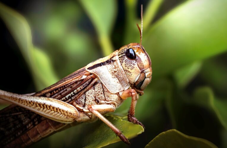 В Україні запровадили режим боротьби з сараною