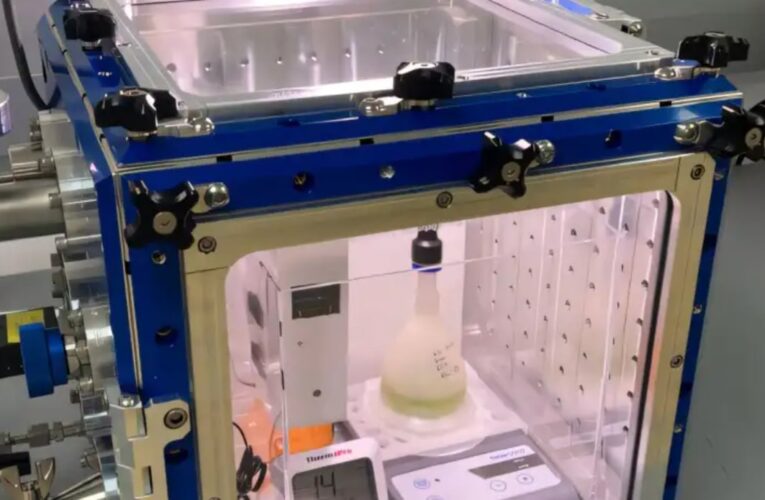 Вчені виростили водорості в умовах Марса