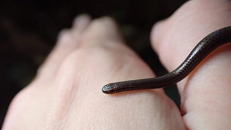 Змія, яку вважали вимерлою, знову з’явилася на Барбадосі