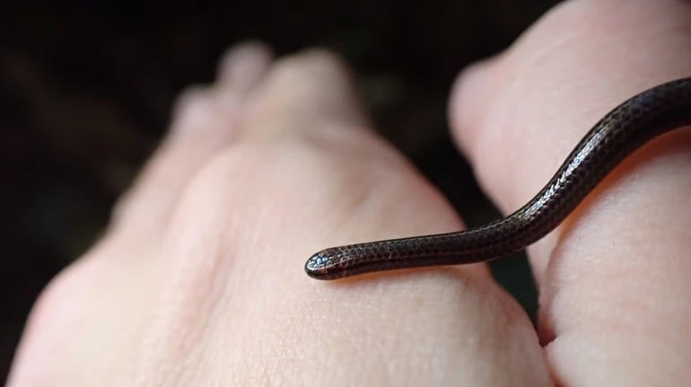 Технології - Змія, яку вважали вимерлою, знову з’явилася на Барбадосі