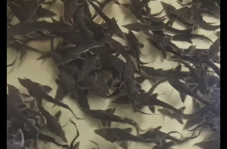 Про тонкощі розведення осетрових на Кіровоградщині