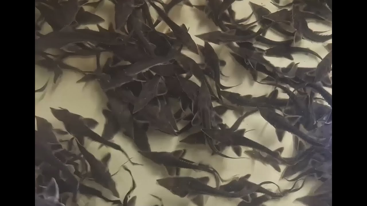 Про тонкощі розведення осетрових на Кіровоградщині