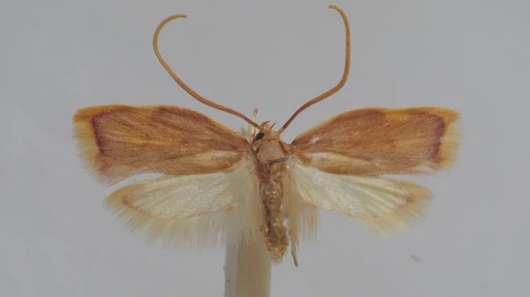 Технології - Австрійський вчений назвав новий вид молі на честь дружини